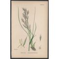 UPRIGHT PERENNIAL BROME-GRASS 1872 John Edward ...