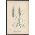 WALL BARLEY 1872 John Edward Sowerby PLANT PRINT