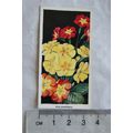 1936 Carreras Flowers No. 32 Polyanthus