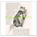 BARBARY APE, BOOK ILLUSTRATION (PRINT), c1916