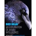 Bird Brain