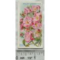 1914 Wills Roses 2nd Series No. 51 Blush Rambler