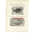 Piraya & Double Eyed Fish, Animal Book Illustra...