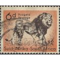 SOUTH AFRICA, MAMMAL, Lion, Panthera leo, orang...
