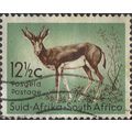 SOUTH AFRICA, MAMMAL, Springbok, Antidorcas mar...
