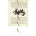 Bambaras & Their Head-Dresses, Mali, Book Illus...