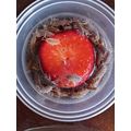 15 Tropical Grey woodlice Isopods live food cle...