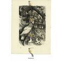 Cockatoos, Book Illustration (Print), 1884