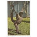 Woolly Monkey Banham Zoo Sanctuary Norfolk Postcard 74H