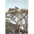 Osprey at Loch Garten Eyrie Postcard posted 197...