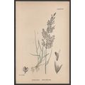 BROWN BENT-GRASS 1872 John Edward Sowerby PLANT...