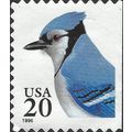 USA, BIRD, Blue Jay, Cyanocitta cristata, white...
