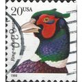 USA, BIRD, Ring-necked Pheasant, Phasianus colc...
