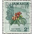 JAMAICA, FLOWER, Blue Mahoe, Hibiscus elatus, g...