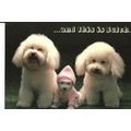 Art ANIMAL TALES VI (Michael Newler) Postcard (...