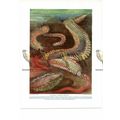 Beautiful Worms of the Sea, Book Illustration (...
