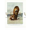 African Lion & Lioness, Book Illustration (Prin...