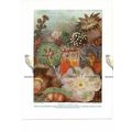 Anemones of the Southern Seas, Book Illustratio...