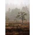 Posti: Torronsuo National Park - Autumn Morning