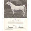 carrousel arabians 1972 egyptian prince stud eq...