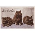 E172 CAT POSTCARD - HERES GOOD LUCK