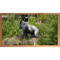 Majestic Silverback Gorilla A5 Pine