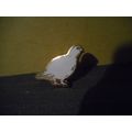 White Bird Lapel Pin