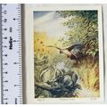 Vintage: God and His World Lesson 4, Natural Life