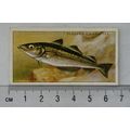 1935 Players Sea Fishes No. 21 Pollack