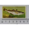 1935 Players Sea Fishes No. 20 Whiting