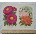 1940 Amateur Gardening illustration - Chrysanth...