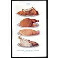 JOINTS - Haunch of Venison - COOKERY - MRS BEET...
