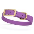 Dog Pet Collar with Brass Hardware Size S W 5/8...