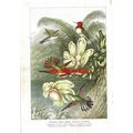 Humming Birds Among Tropical Flowers, Book Illu...