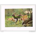 BLACK BUCK, BOOK ILLUSTRATION (PRINT), LYDEKKER...