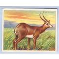 Tobacco Card ~ Company: American Tobacco Compan...