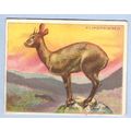 Tobacco Card ~ Company: American Tobacco Compan...