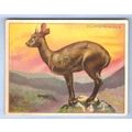 Tobacco Card ~ Company: American Tobacco Compan...