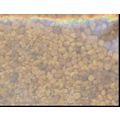 Altar Blend, Charcoal Burning Resin Incense, 1 ...