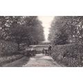 Ongar The Long Walk Antique Essex Postcard