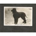Cigarette Card Senior Service Dogs #27 Irish Wa...