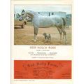 red holly farms 1972 rose aahdin flaxie-rad ara...