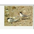 LITTLE TERN Postcard by J.Arthur Dixon (KSB/23017)