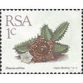 SOUTH AFRICA, SUCCULENT, Huernia zebrina, white...
