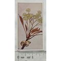 Vintage: Dutch card Jac. P. Thijsse, Lente No. ...