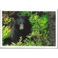 Animal - Black Bear, Vancouver Island, Canada -...