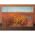 KINGCUPS flowers unused vintage postcard by Nat...