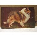 SPRATT'S used antique postcard 1902? pm COLLIE ...