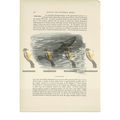 Gapu Sucker-Fish, Animal Book Illustration (Pri...