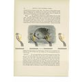 Bristle-Fish, Animal Book Illustration (Print),...